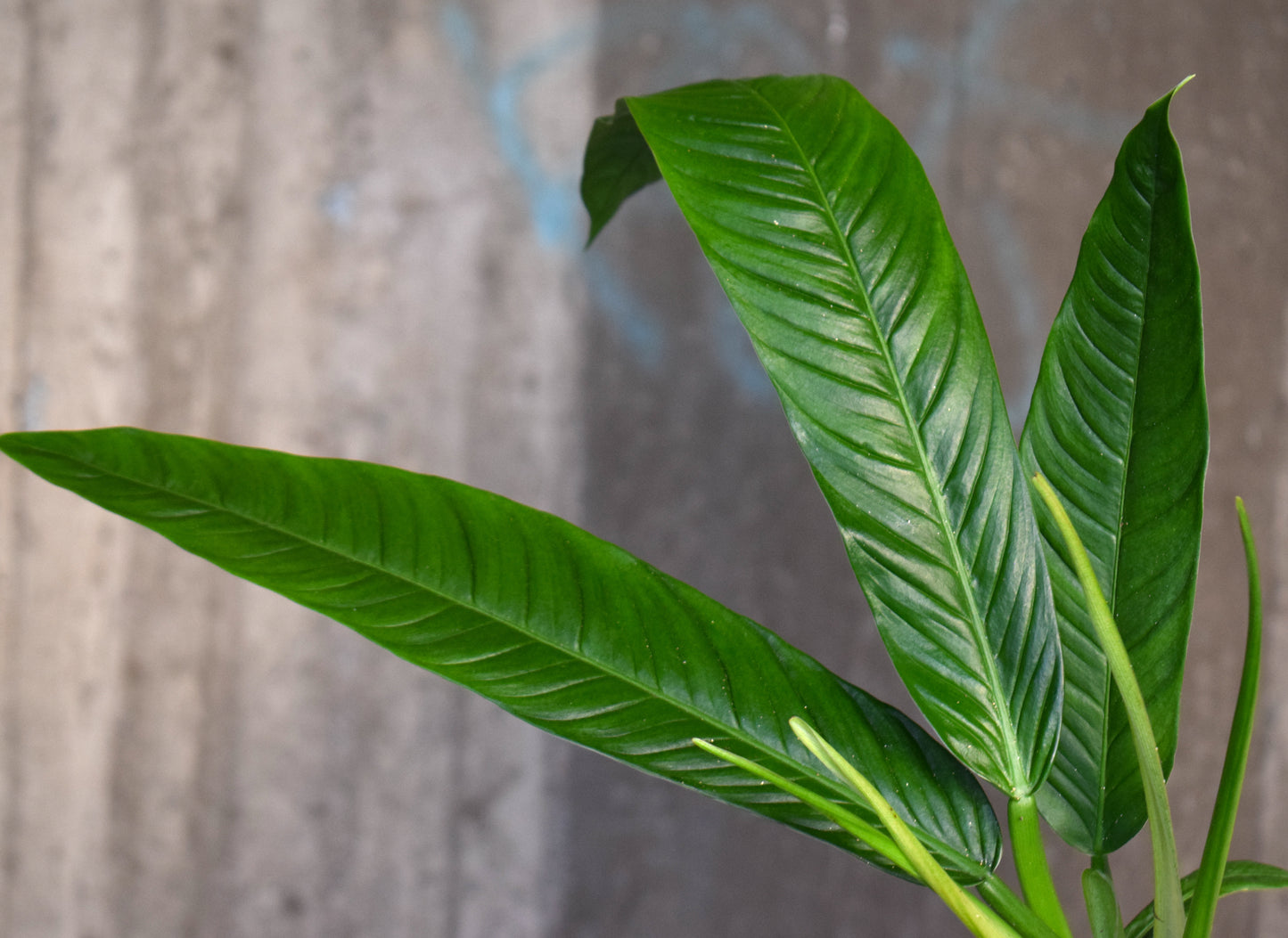 Philodendron Campii