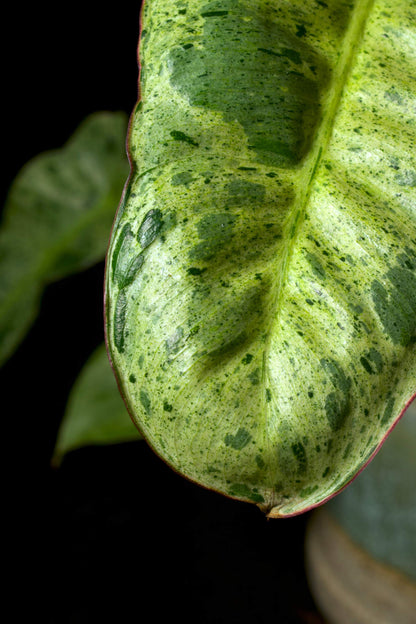 Philodendron Paraiso Verde