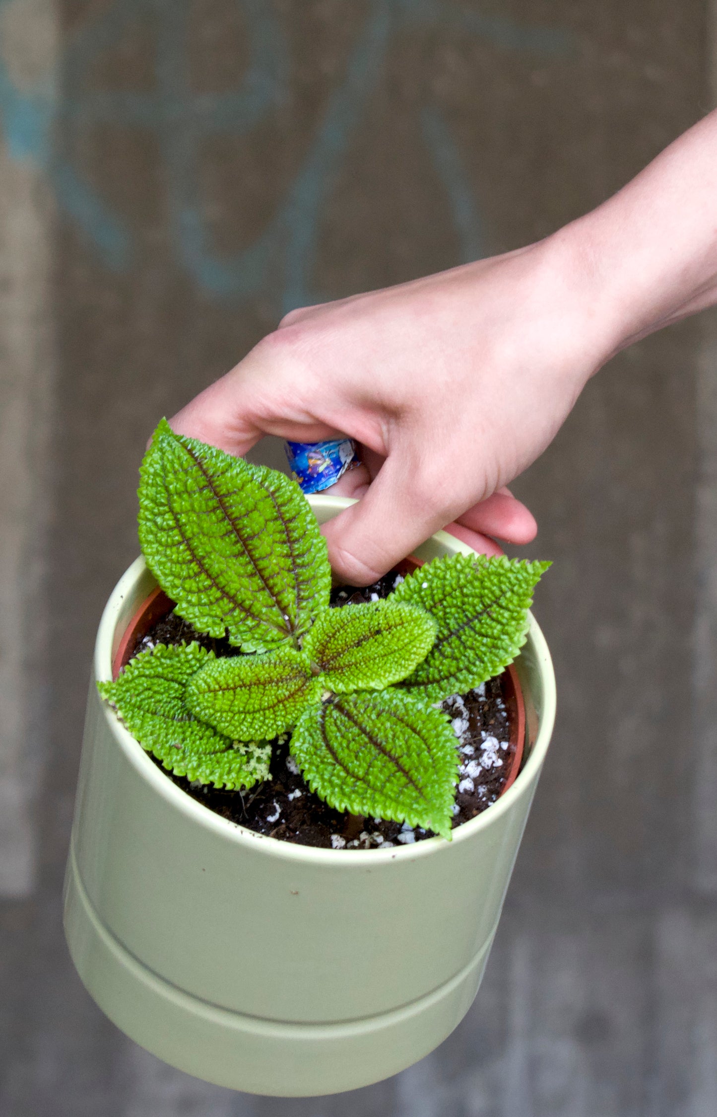 Pilea mollis 'Moon Valley'