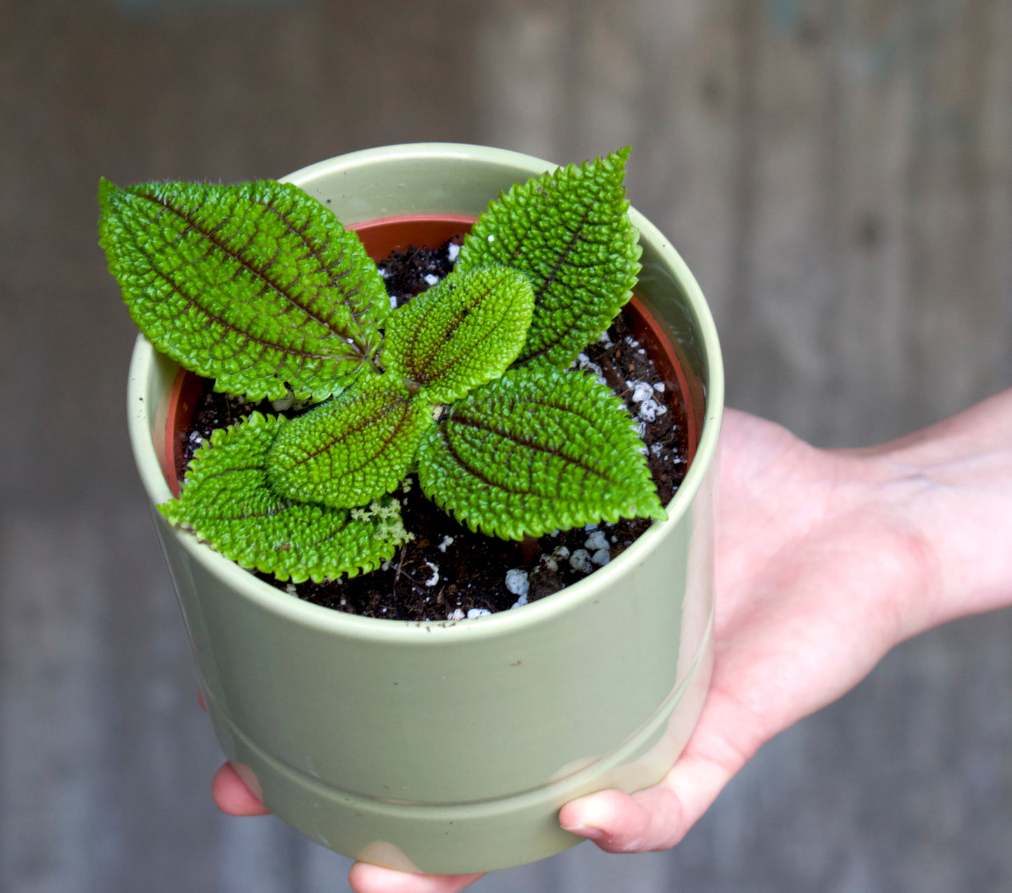 Pilea mollis 'Moon Valley'