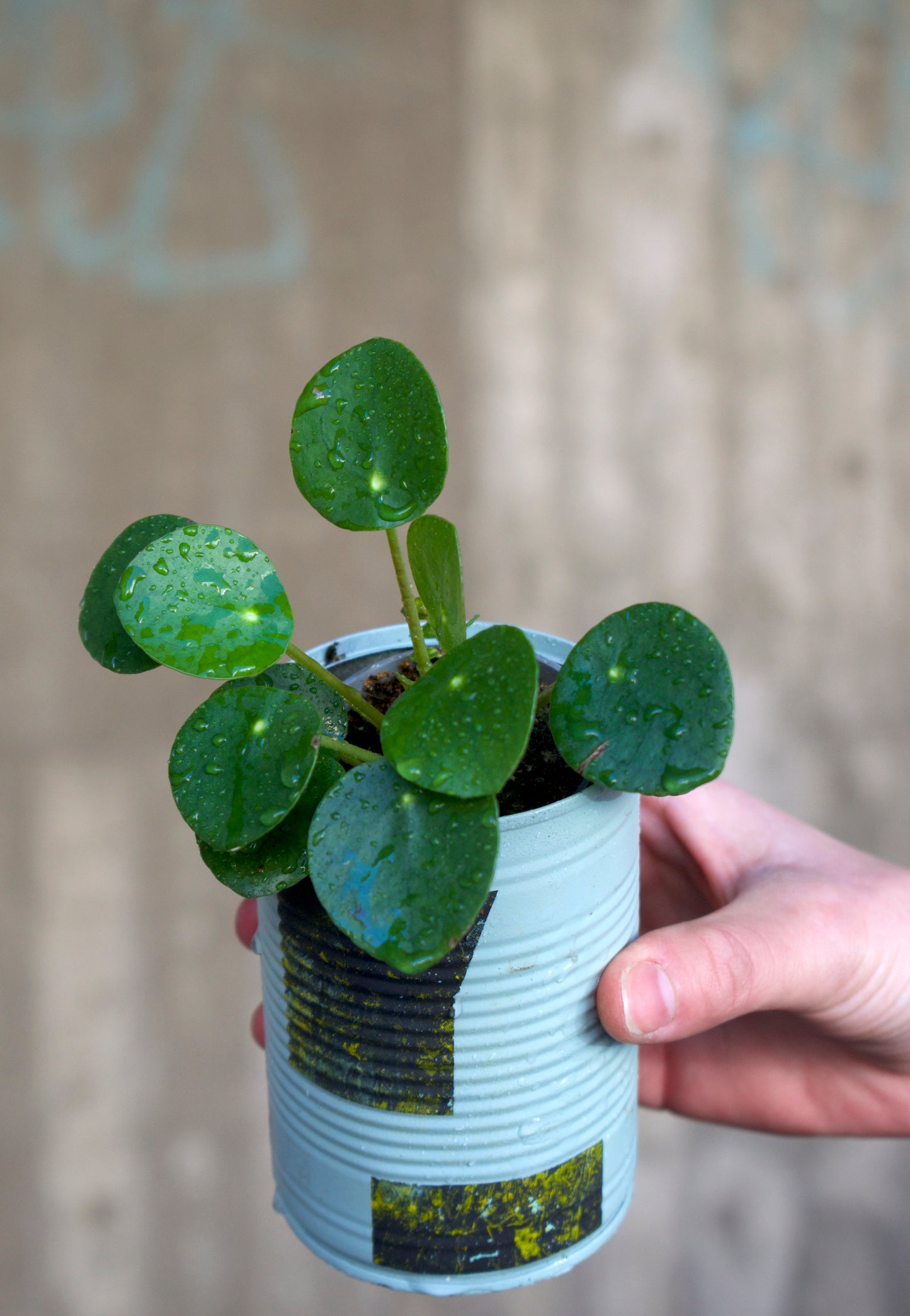 Pilea peperomioides 