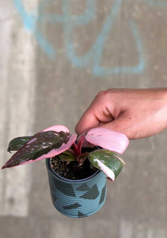 Philodendron 'Pink Princess Marble' 