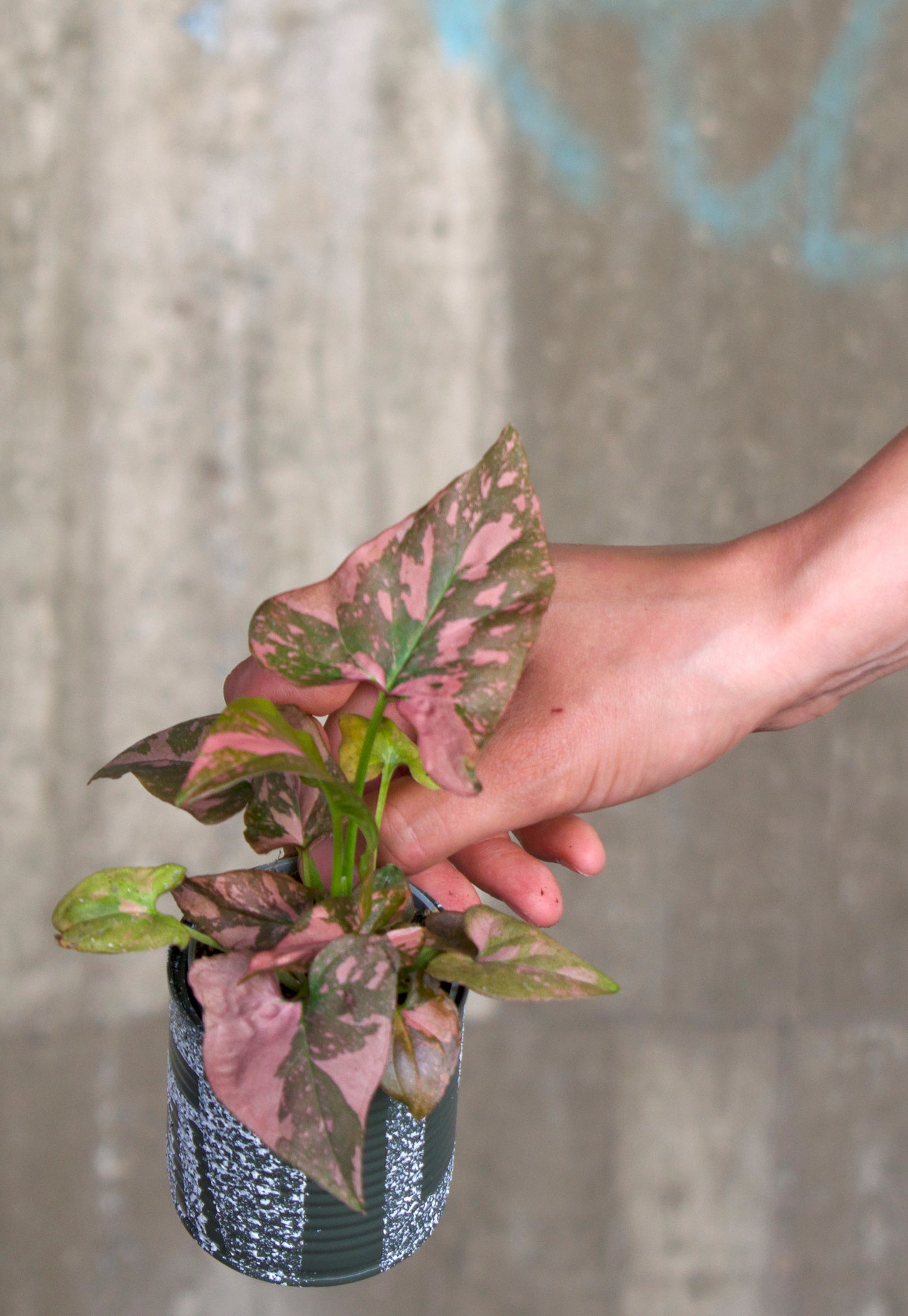 Syngonium 'Pink Splash'