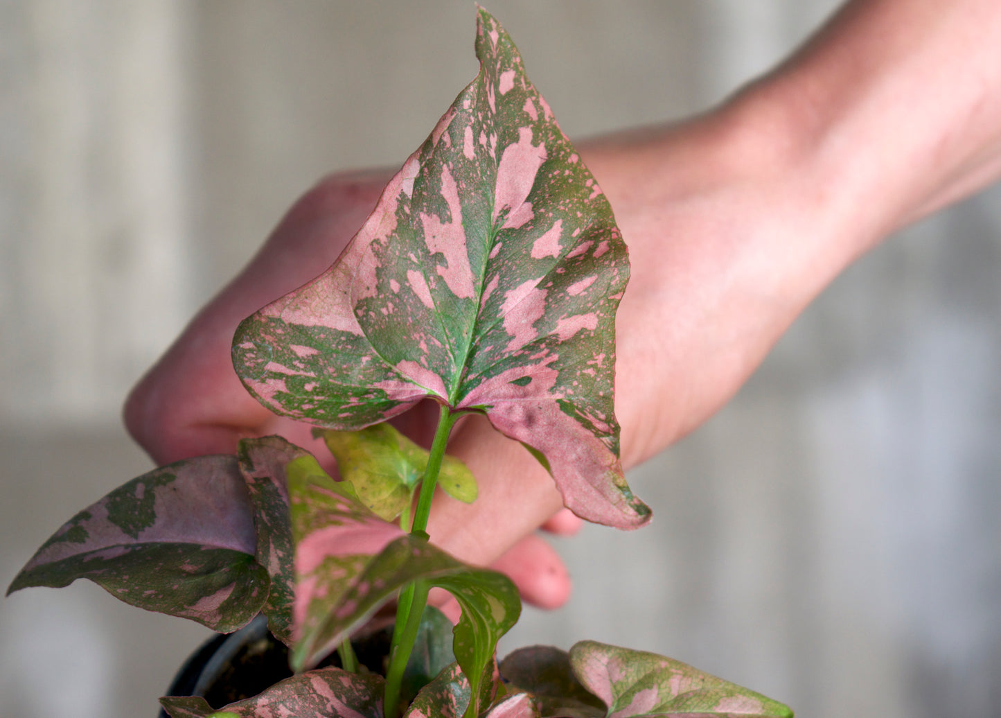 Syngonium 'Pink Splash'