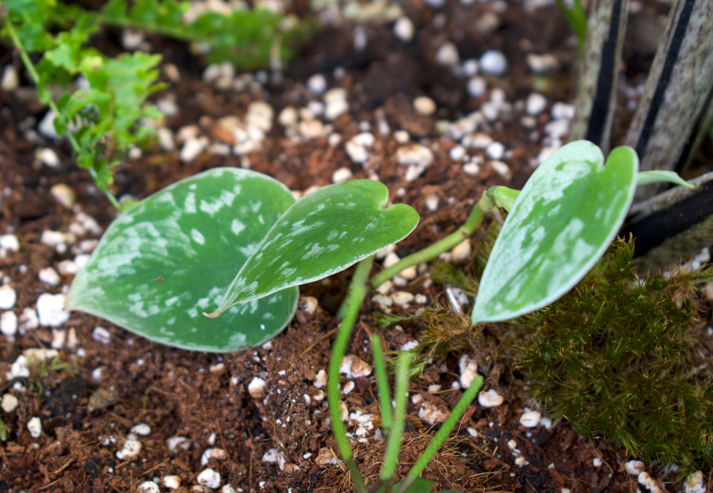 Philodendron scandens 'Pictus'