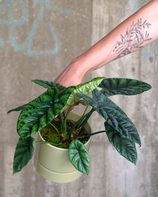 Alocasia sinuata