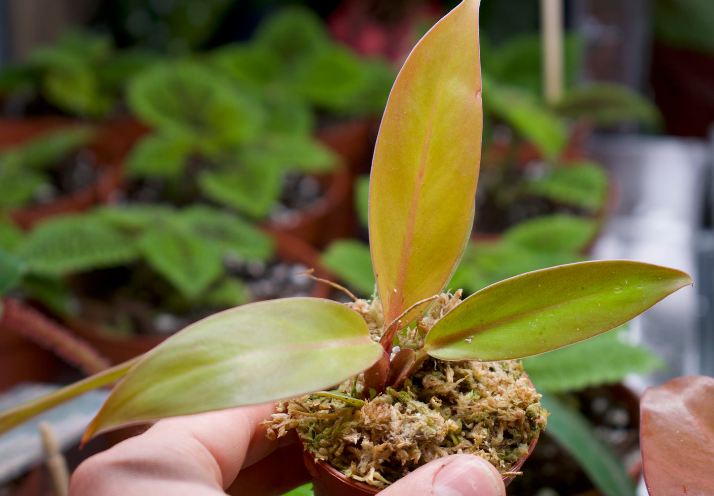 Philodendron Erubescens 'Prince Of Orange'