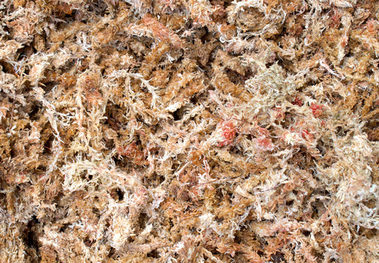 Sphagnum moss