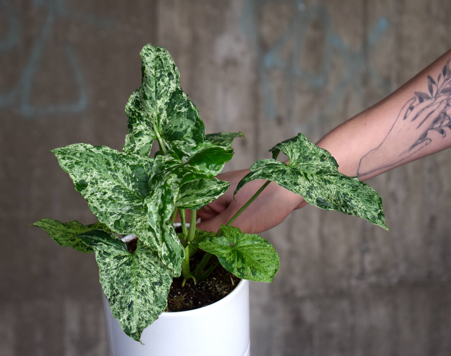 Syngonium 'Gefleckt'