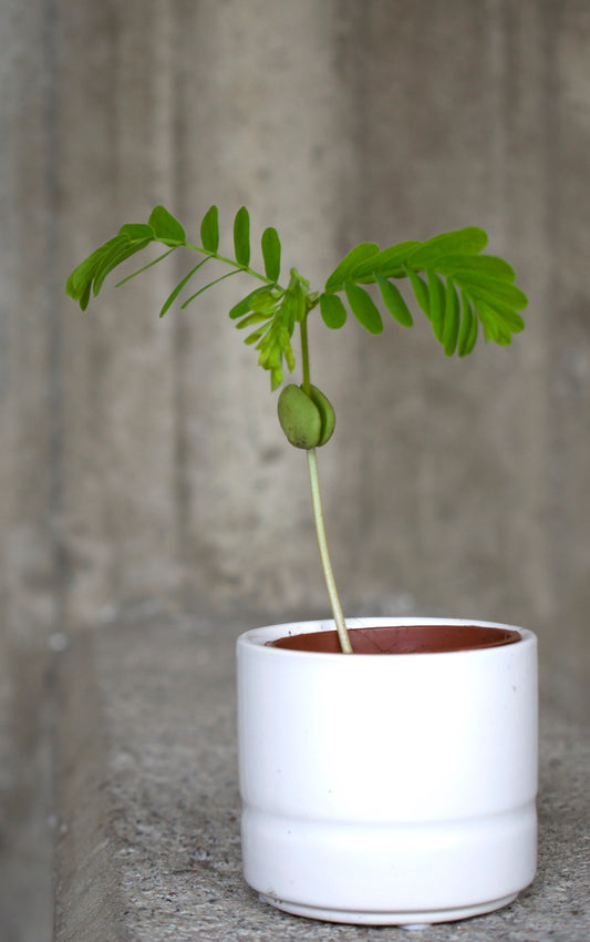 Tamarind tree (Tamarindus indica) 