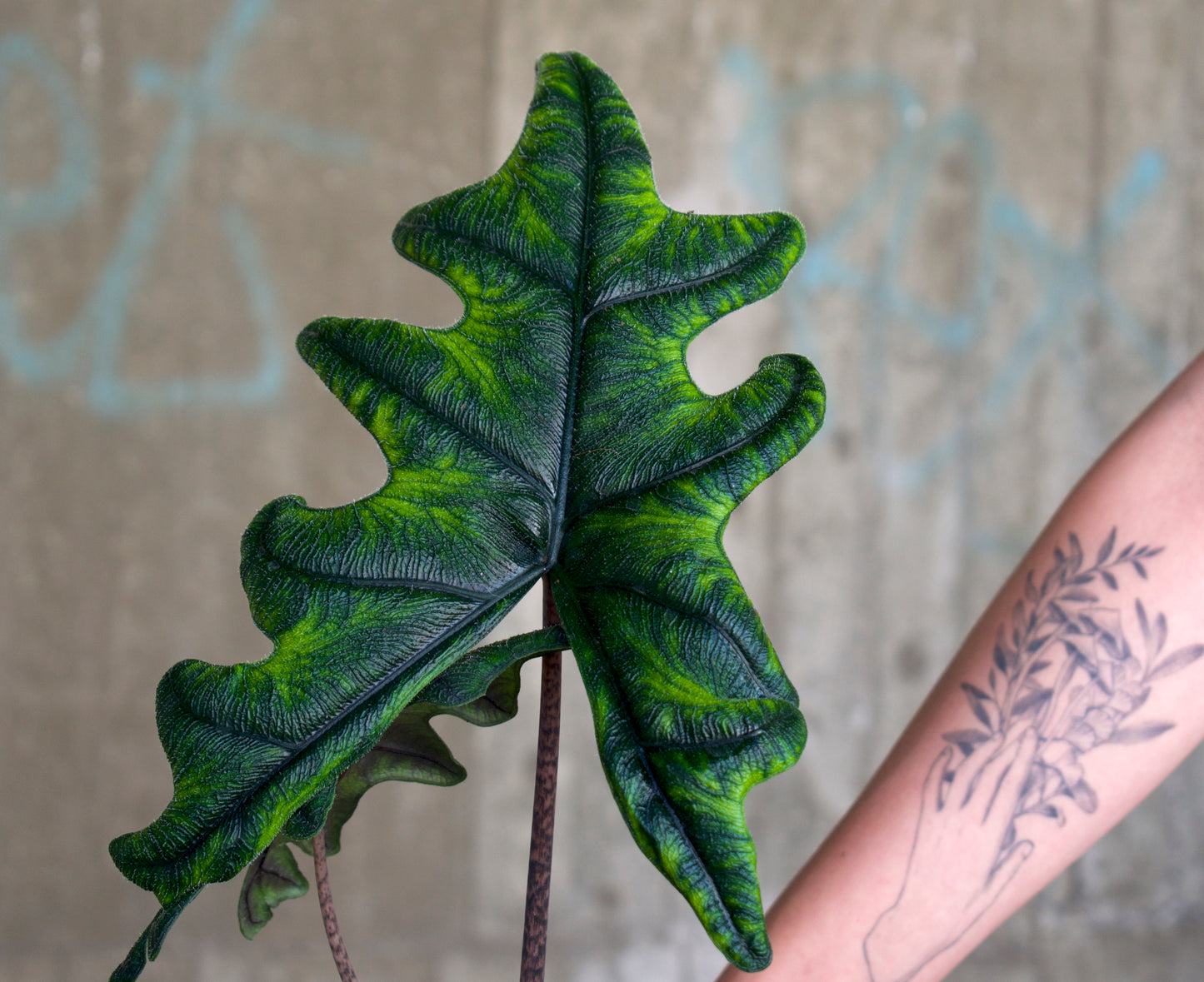 Alocasia Tandurusa 'Jacklyn'