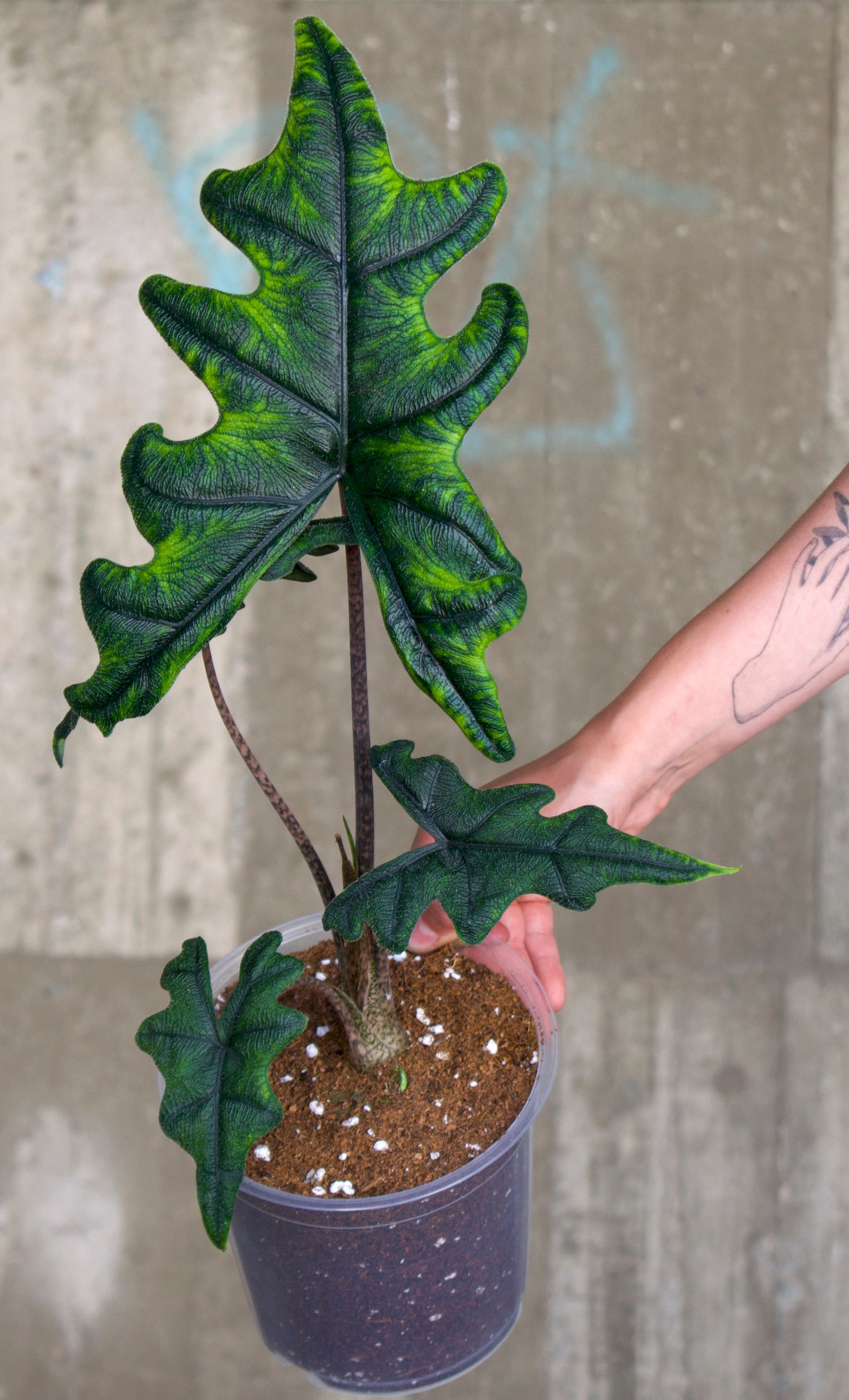 Alocasia Tandurusa 'Jacklyn'