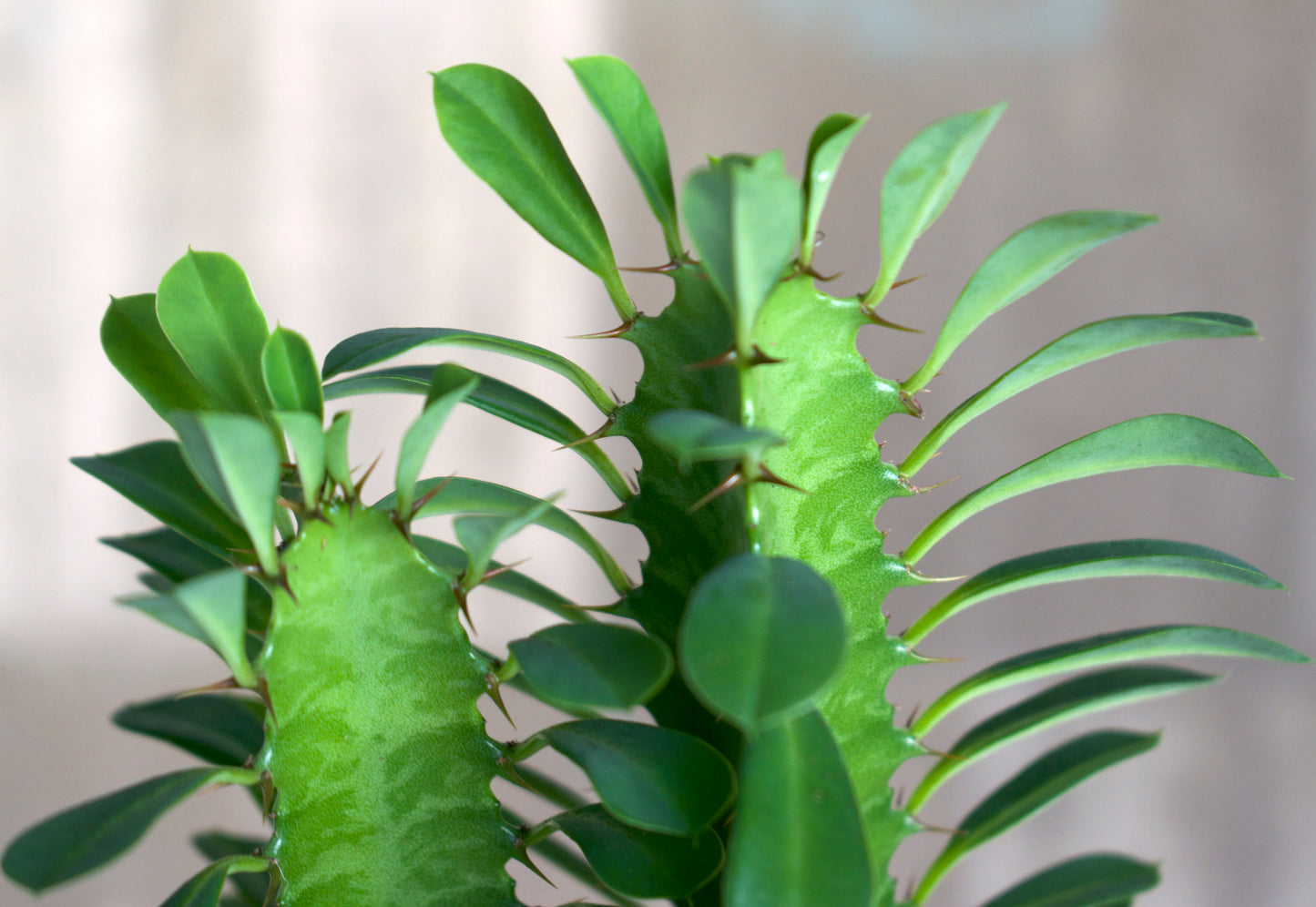 Euphorbia trigona 