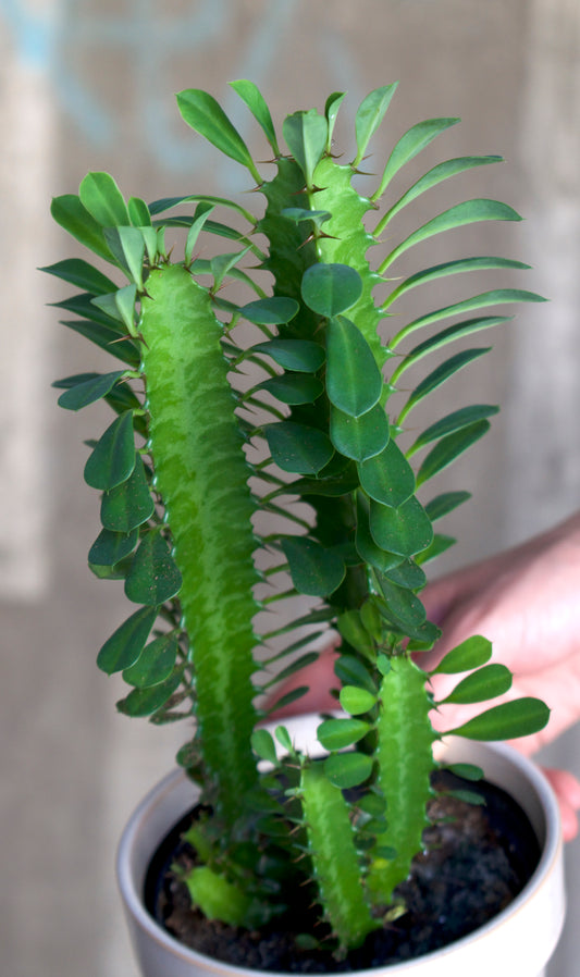 Euphorbia trigona 