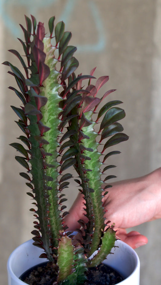 Euphorbia Trigona Rubra