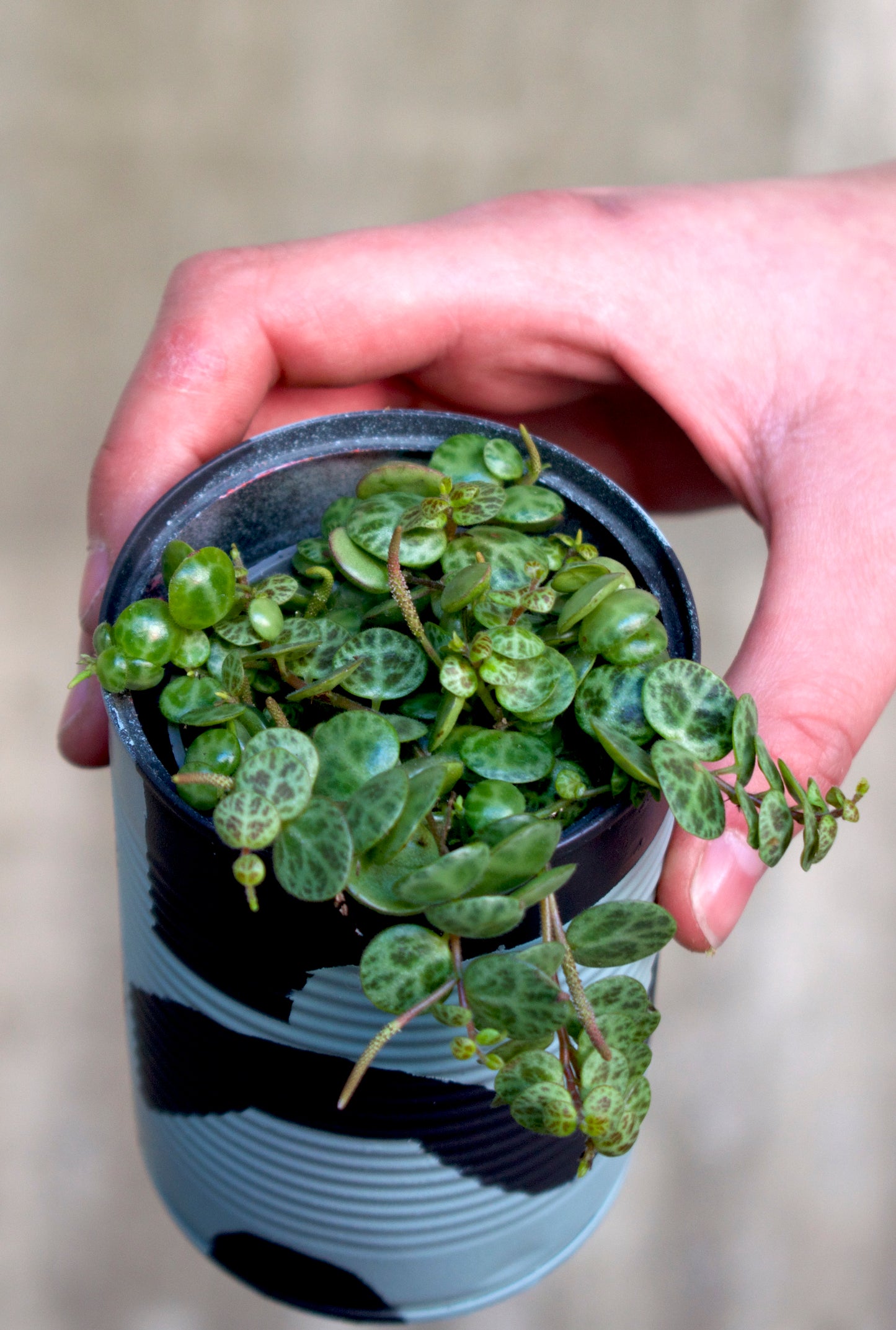 Schildkrötenreihe „Peperomia prostrata“