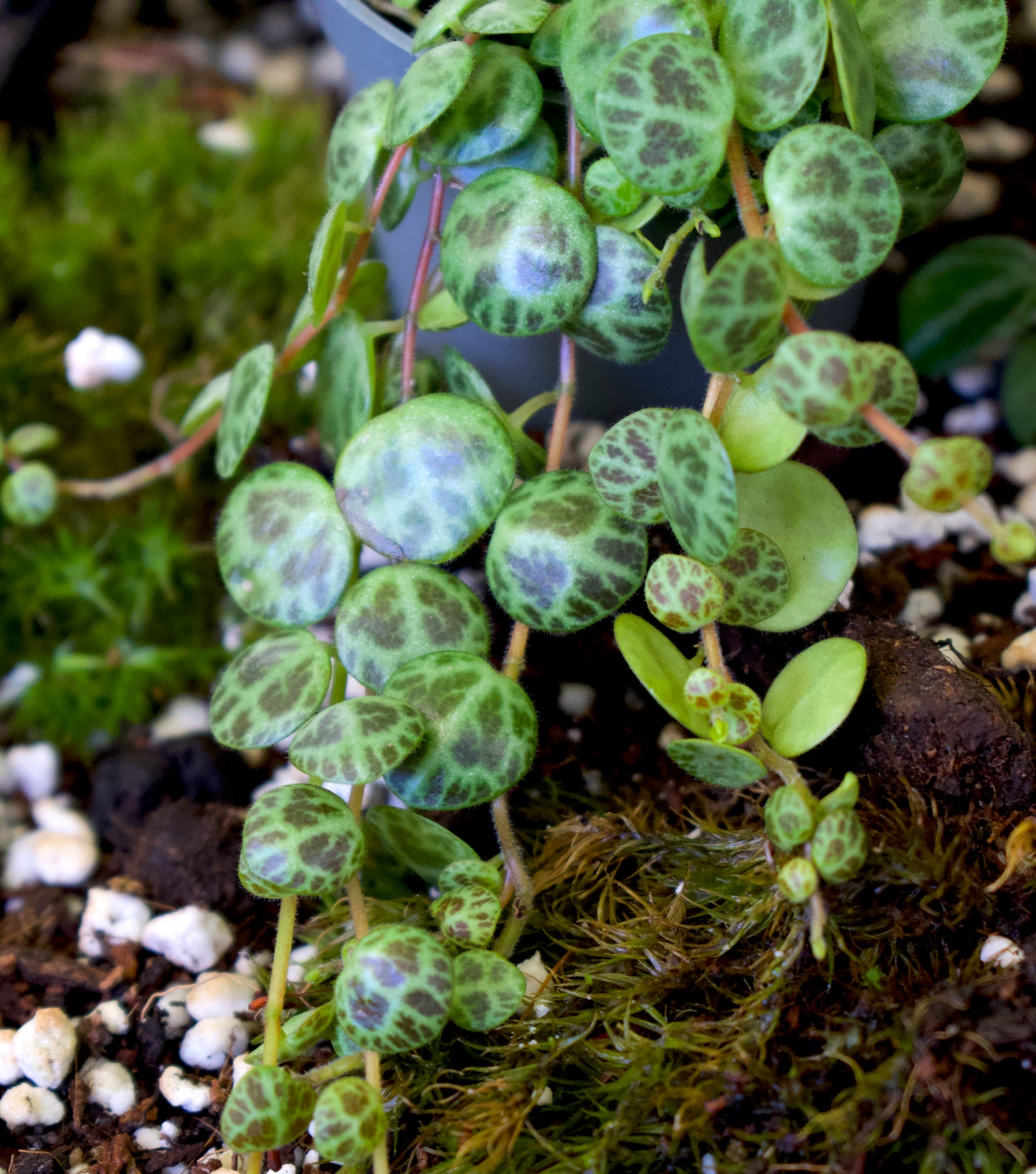 Schildkrötenreihe „Peperomia prostrata“