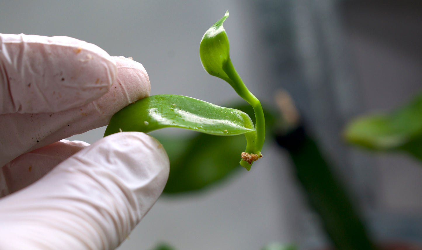 Äkta Vaniljorkidé 'Vanilla planifolia' Variegerad