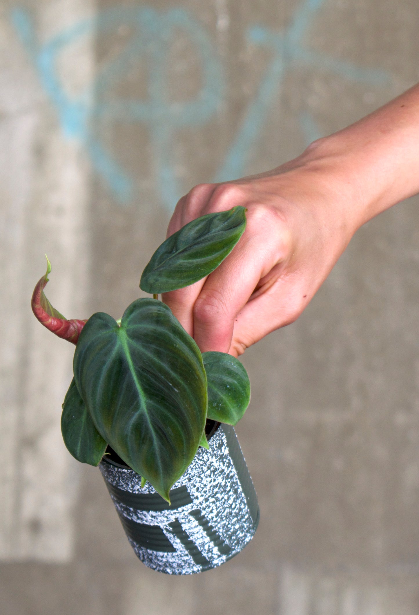 Philodendron verrucosum 