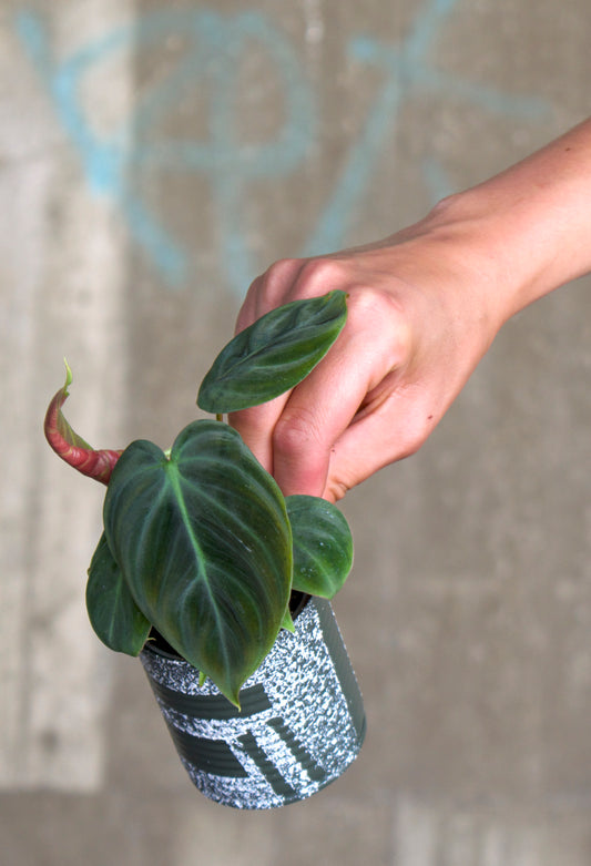 Philodendron Verrucosum