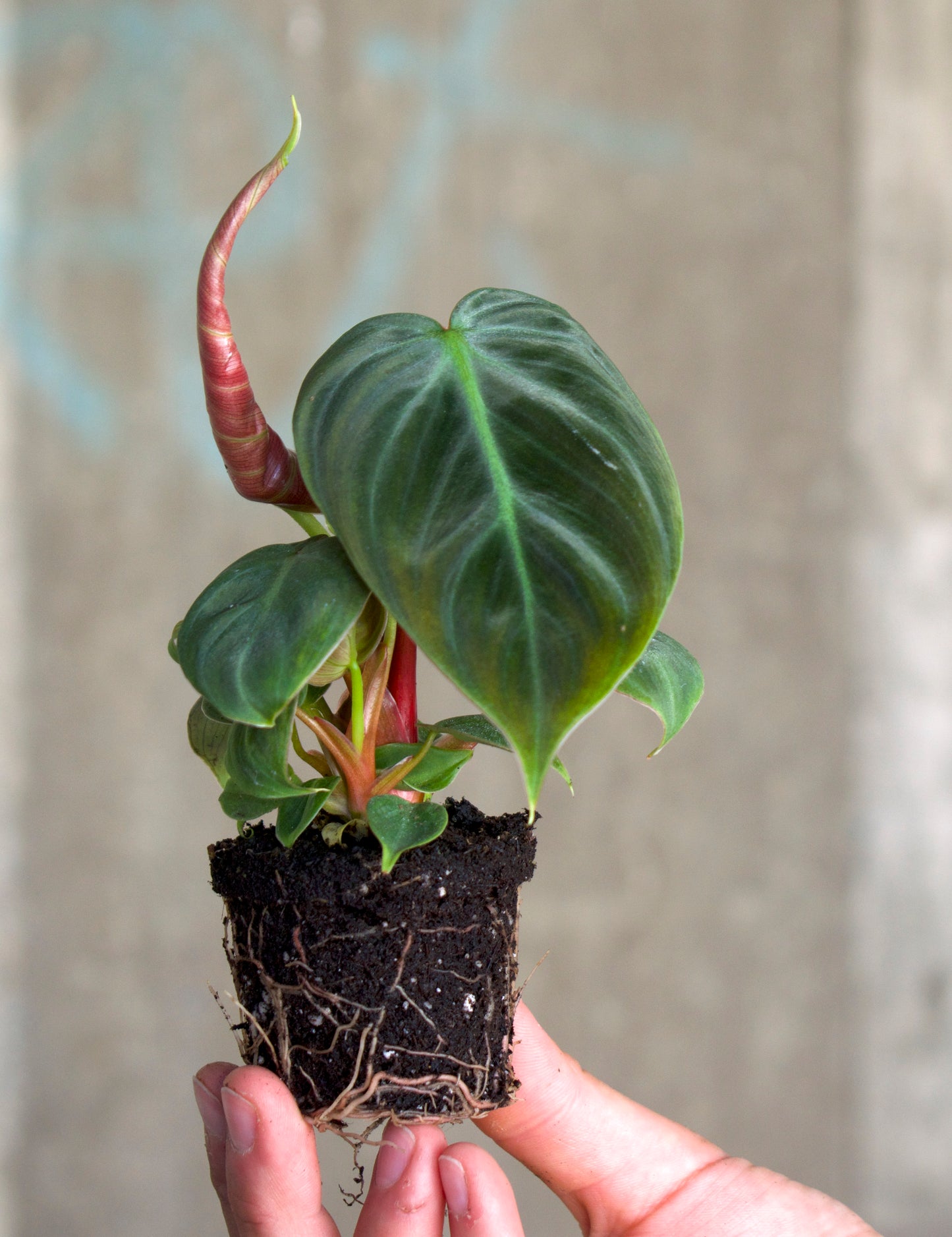 Philodendron rubrijuvenile 'El Choco Red'