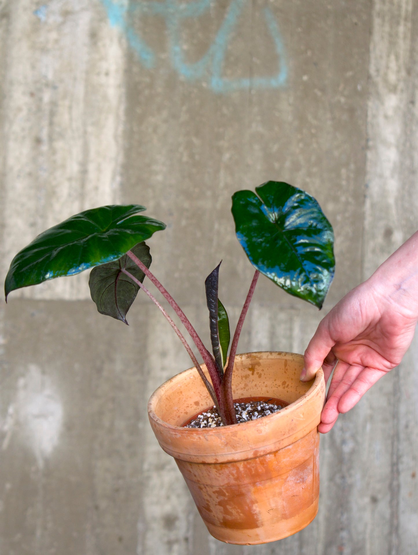 Alocasia Sarawakensis 'Yucatan Princess'