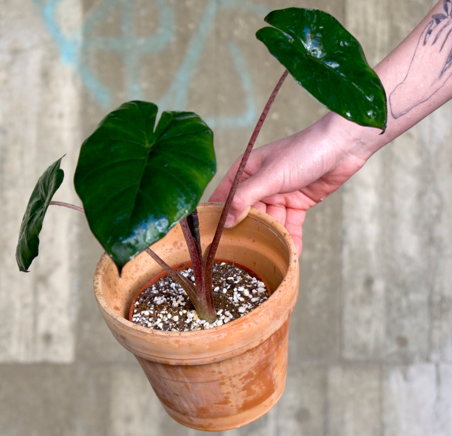 Alocasia Sarawakensis 'Yucatan Princess'